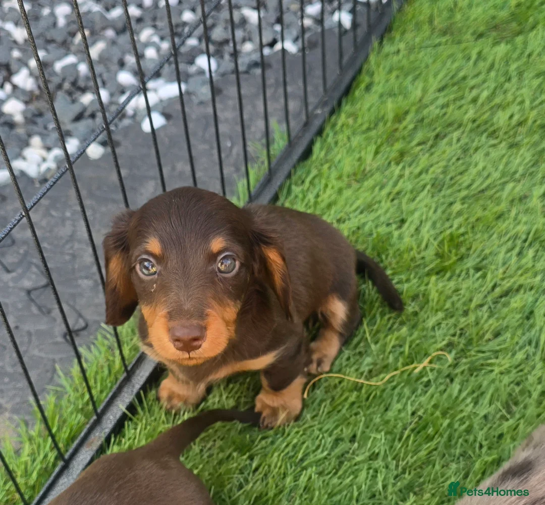 Miniature Dachshund dogs for sale: KC registered miniature dachshund - Advert 2