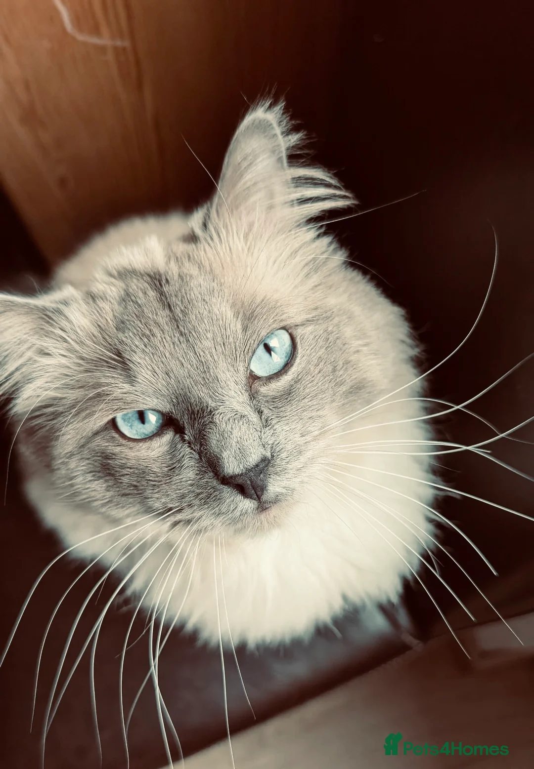 Ragdoll cats for stud: GCCF Proven Stud carrying chocolate in Glasgow - Advert 4