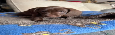 Miniature Dachshund Brown