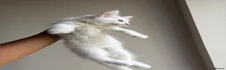 Mixed Breed cats for sale: Beautiful Mixed Ragdoll Tabby boy in Birmingham - Advert 3