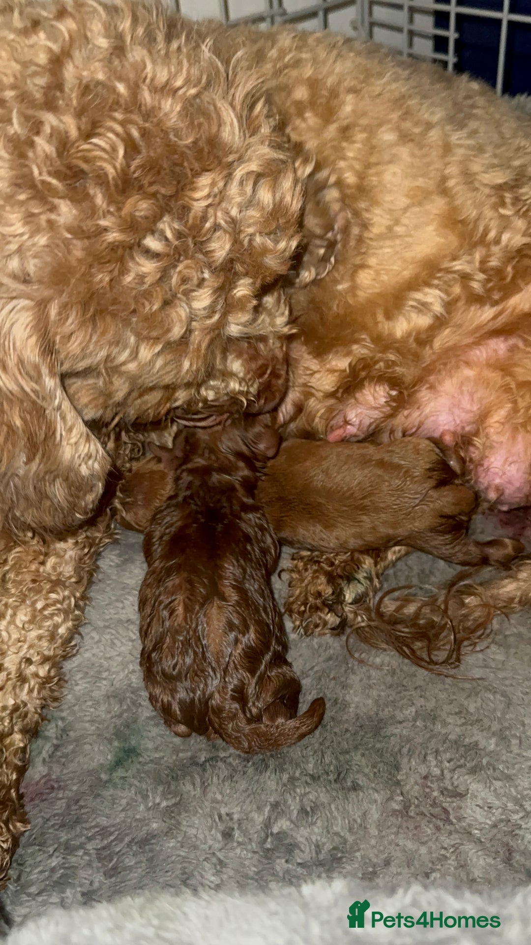 Cavapoo dogs for sale: Cavapoo puppies  - Advert 3