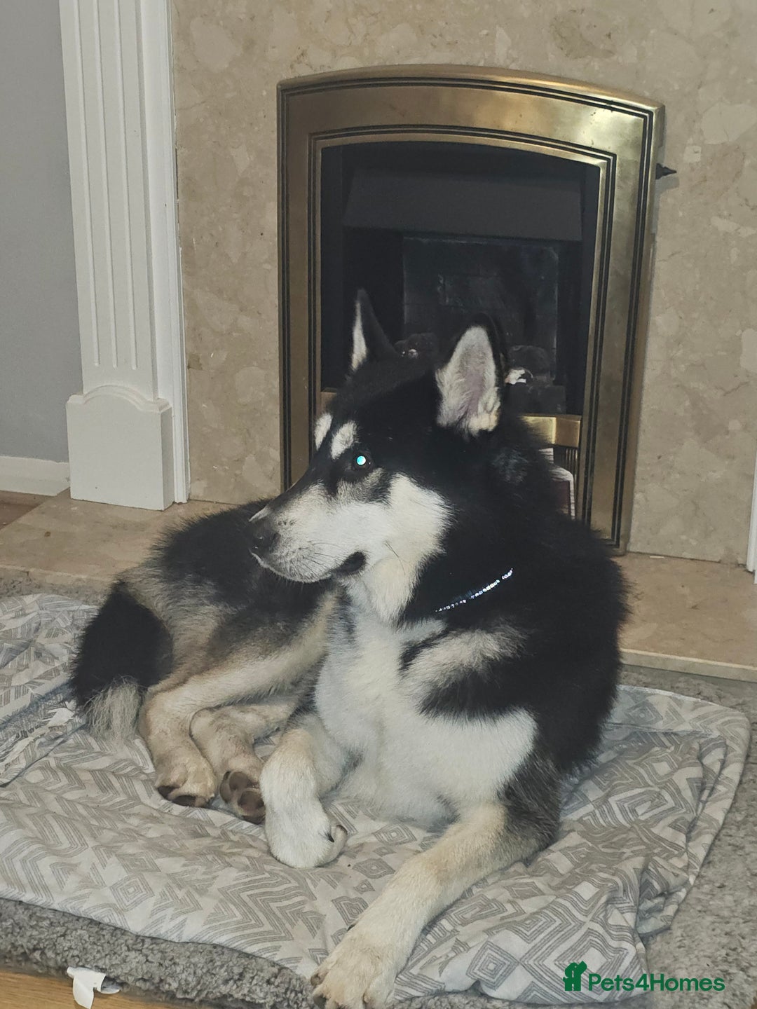 Siberian Husky dogs for sale: Husky - Advert 2