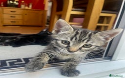 Domestic Shorthair cats for sale: Female kitten - Image 2