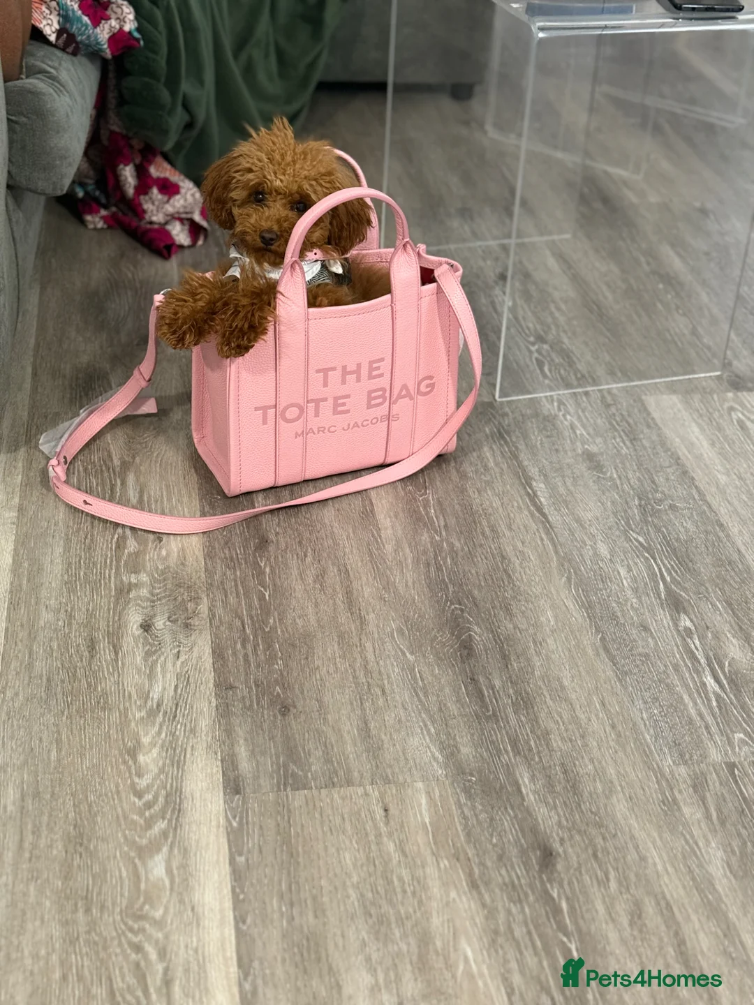 Toy Poodle dogs for sale: Asian Toy Poodle KC reg Mother - Advert 2