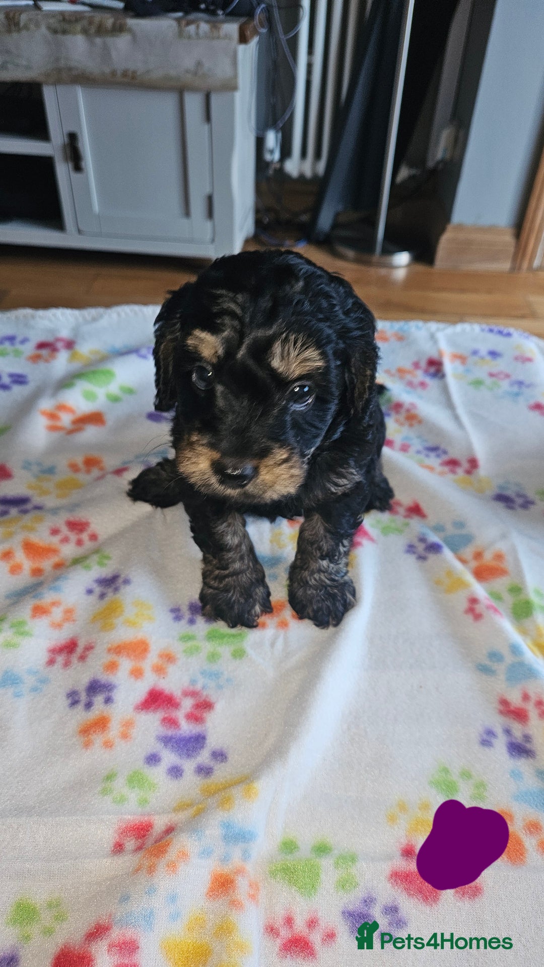 Cockapoo dogs for sale: Cockerpoo  - Image 3
