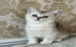 British Shorthair cats for sale: British shorthair silver chinchilla  - Image 16