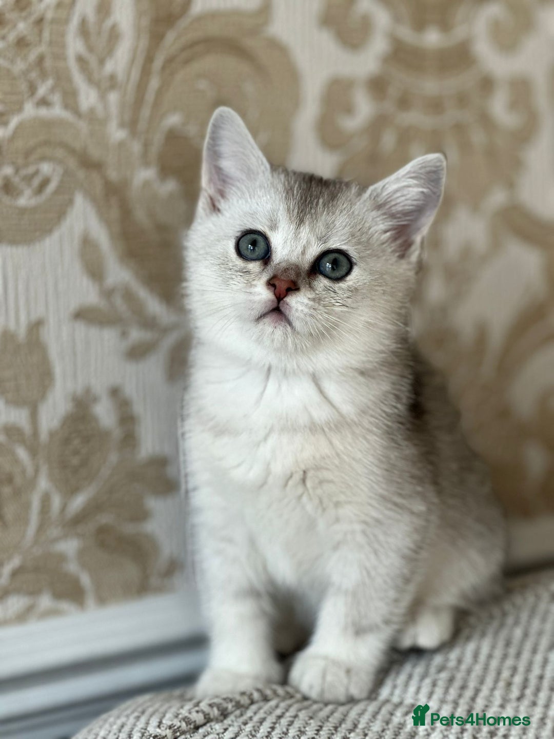 British Shorthair cats for sale: British shorthair silver chinchilla  - Image 16