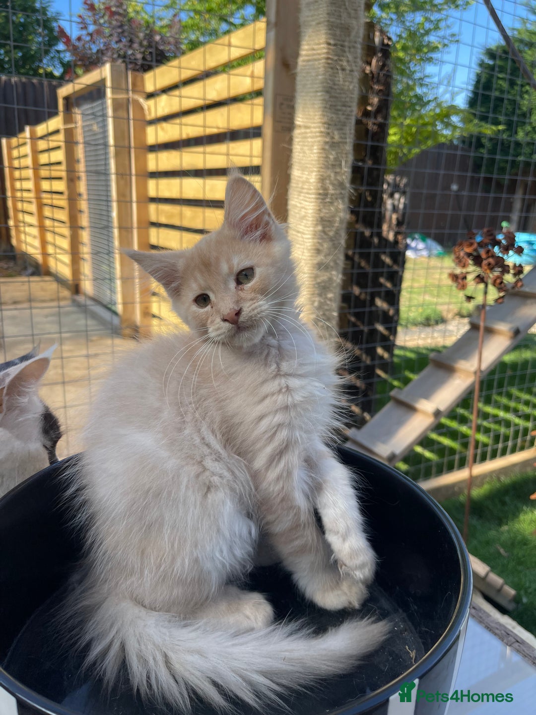 Maine Coon cats for sale: Cream Boys Available for forever homes  in Rushden - Image 4