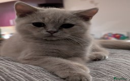 British Shorthair cats for sale: British Short hair Kittens - Image 5