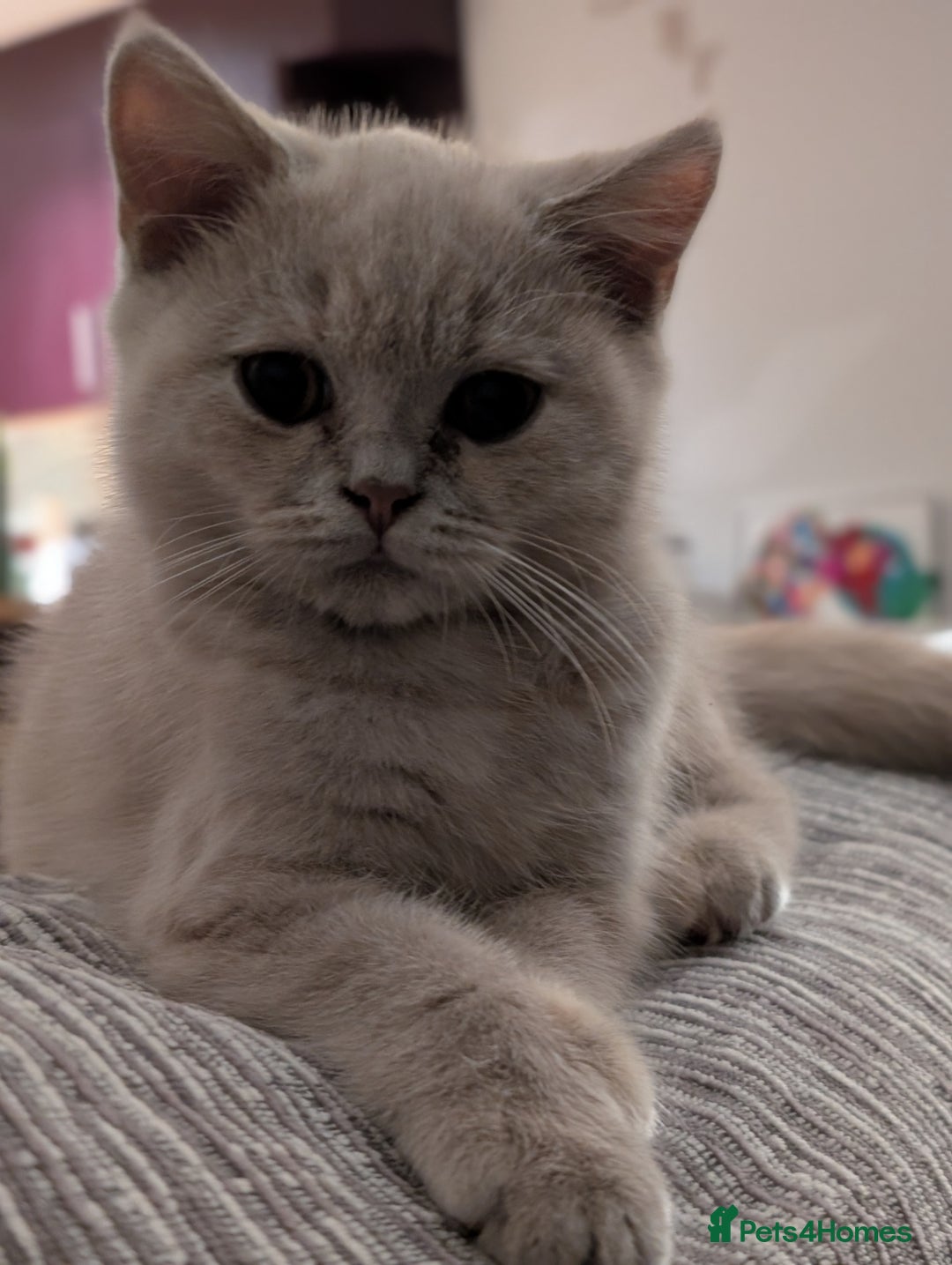 British Shorthair cats for sale: British Short hair Kittens - Image 5