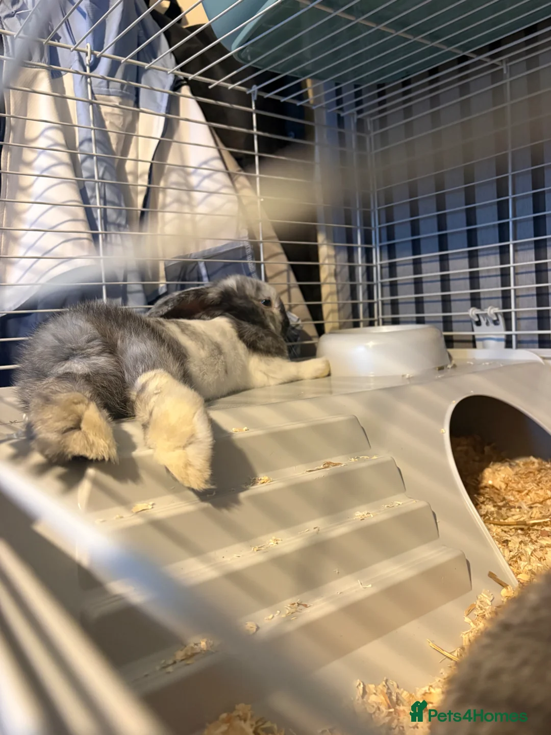 Mini Lop rabbits for sale: 1 Female Mini lop in Mexborough - Advert 7
