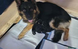 German Shepherd dogs for sale: 2 girls 4 boys  german shepherd puppies - Image 1