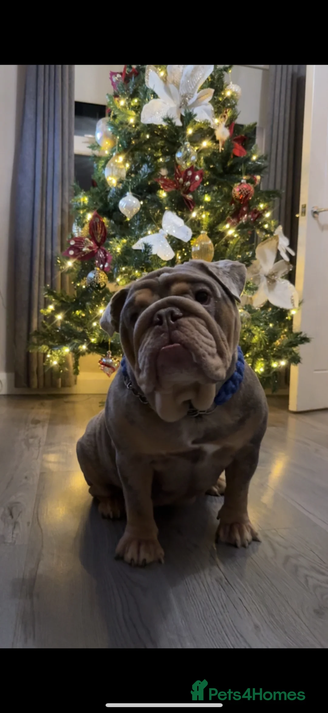 English Bulldog dogs for sale: English bulldog puppies  - Advert 2