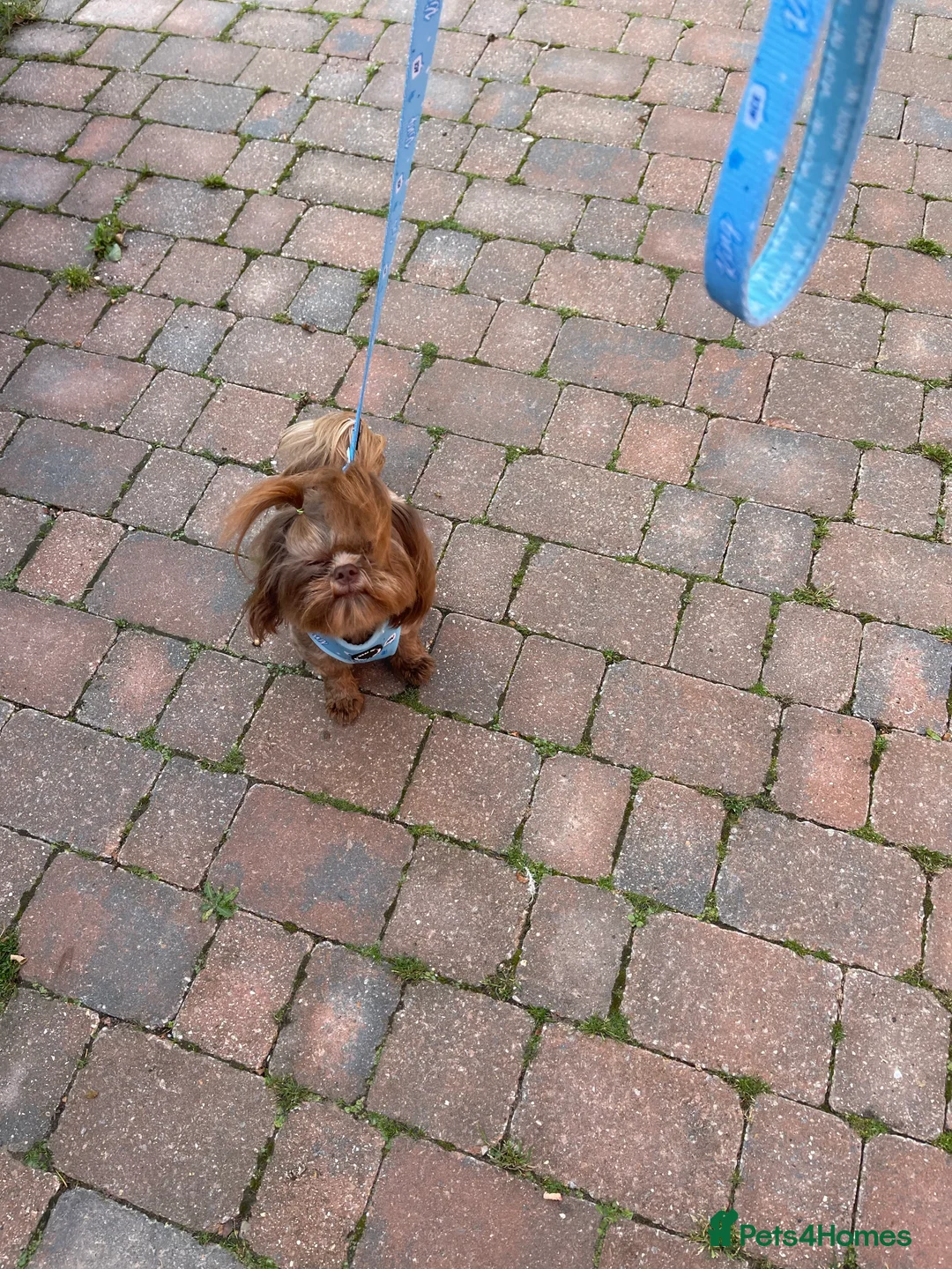 Shih Tzu dogs for stud: STUNNING CHOCOLATE IMPERIAL SHIHTZU OPEN AT STUD in Grays - Advert 30