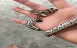 Corn Snake reptiles for sale: 1 Year old Male Corn Snake with Full Set Up - Image 8