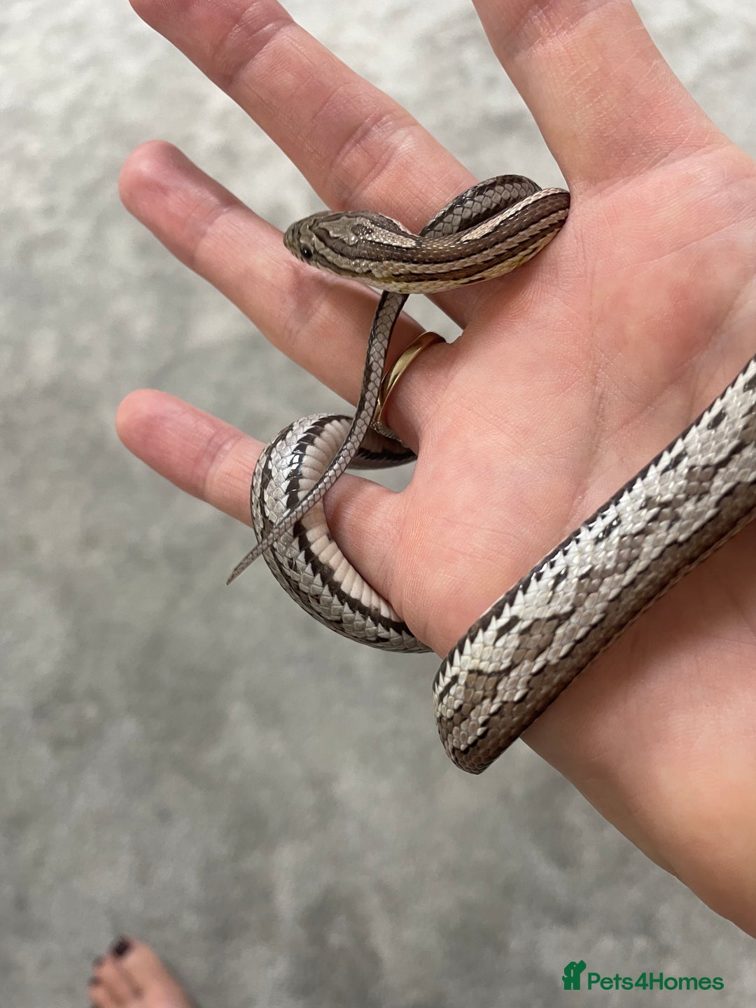 Corn Snake reptiles for sale: 1 Year old Male Corn Snake with Full Set Up - Image 8