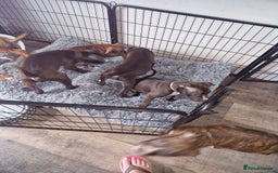 Mixed Breed dogs for sale: Presa/American Johnson bulldog - Image 30