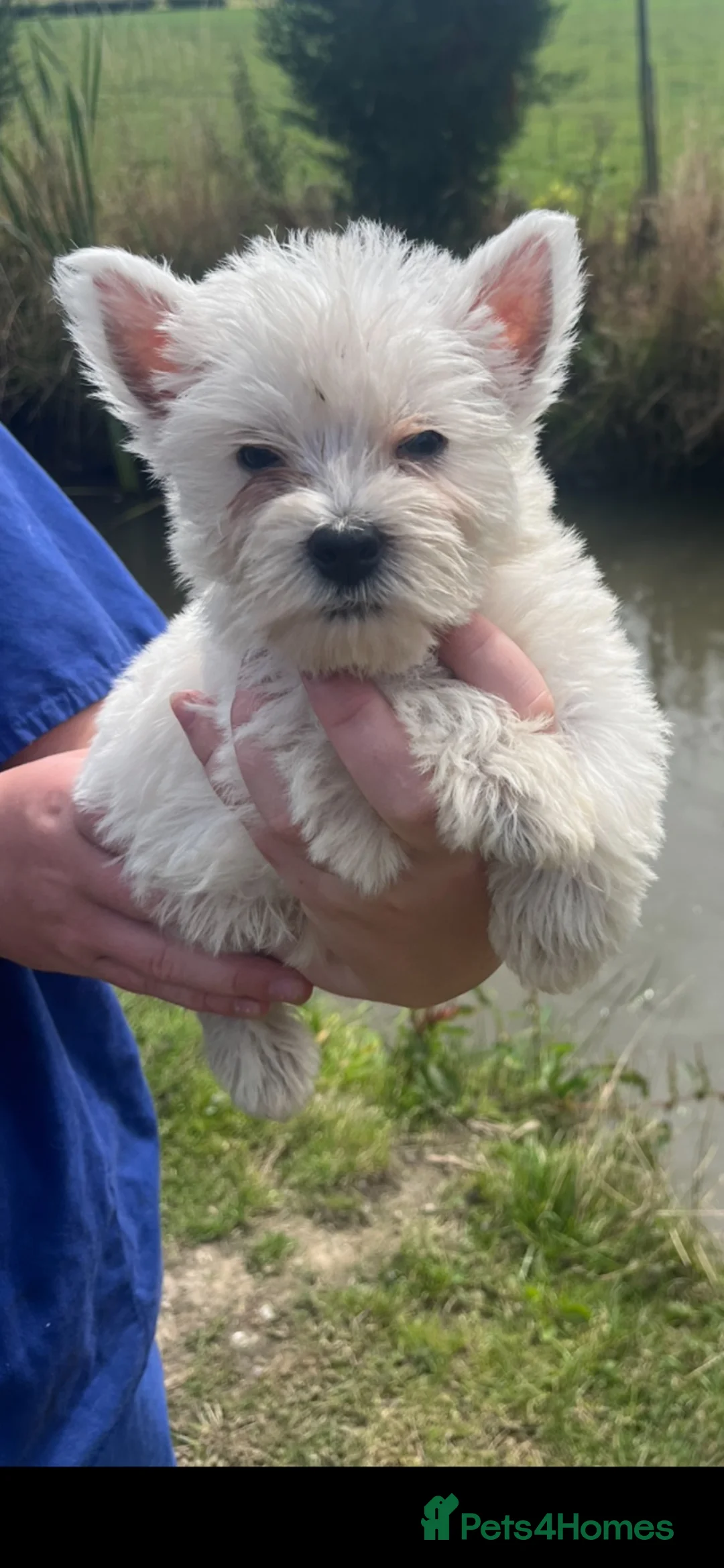West Highland Terrier dogs for sale: Kc registered Westie pups - Advert 1