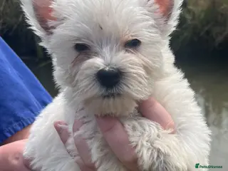 West Highland Terrier dogs Kc registered Westie pups - Advert 2