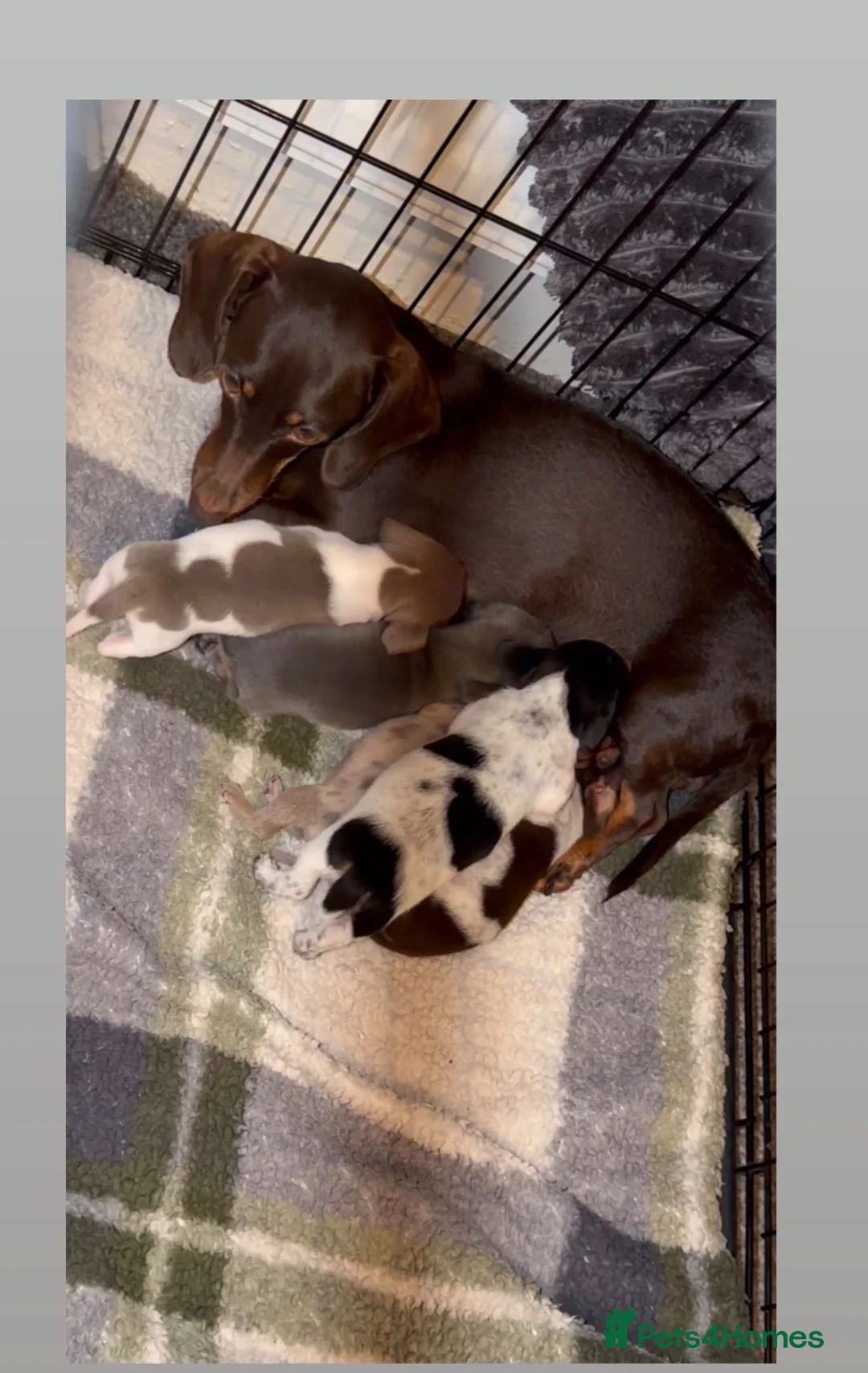 Miniature Dachshund dogs for sale: Miniature dachshunds - Advert 2
