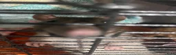 Rat rodents for sale: 4 males rats  in Walsall - Advert 1