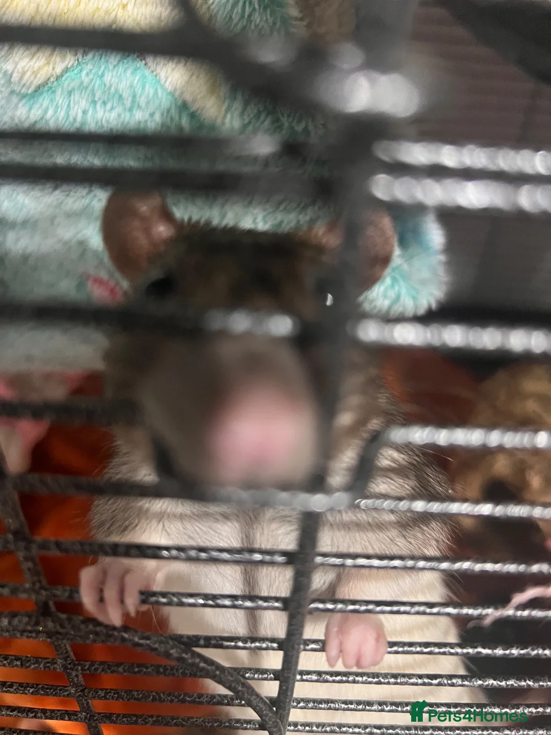 Rat rodents for sale: 4 males rats  in Walsall - Advert 1