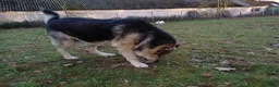 Mixed Breed dogs for adoption: Really… does nobody want to give me a chance? 💔🐶 - Advert 6