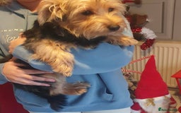 Jack Russell dogs for sale: !! For Sale!!  - Image 4