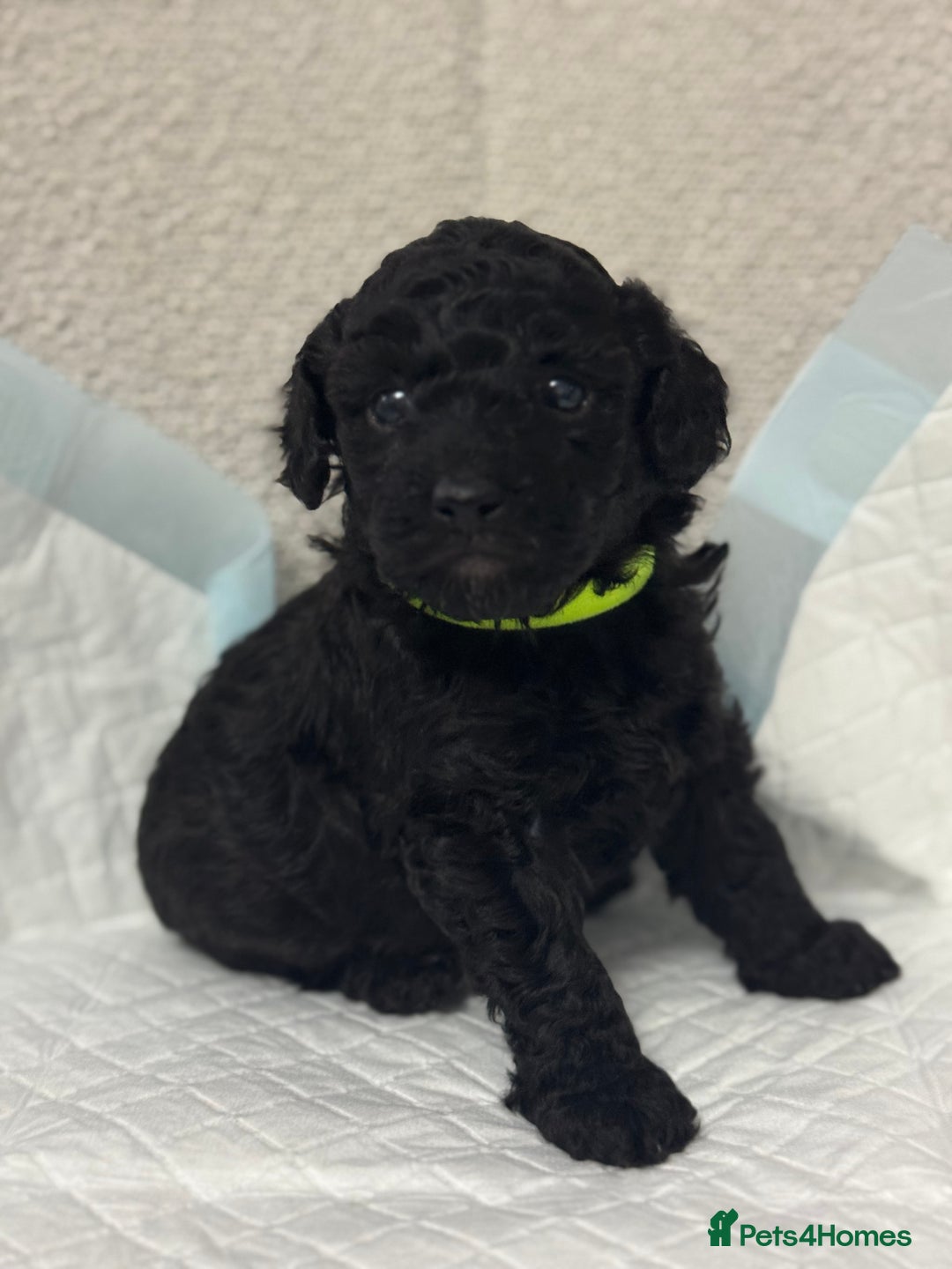Toy Poodle dogs for sale: Toy poodle  - Advert 10
