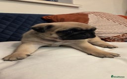 Pug dogs for sale: Gorgeous KC health tested fawn boy pug - Advert 8