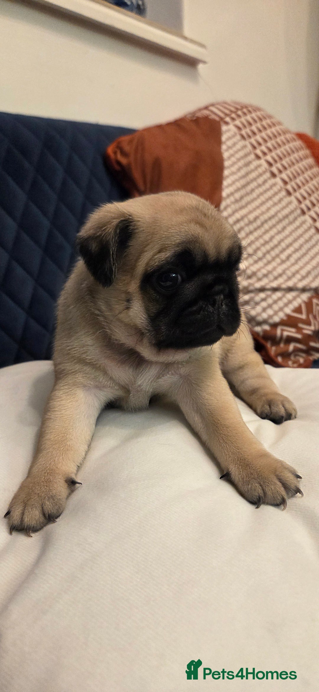 Pug dogs for sale: Gorgeous KC health tested fawn boy pug - Advert 8