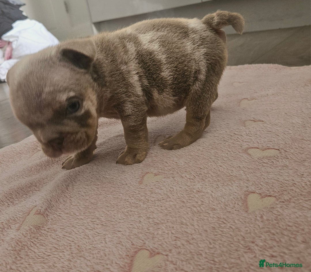 English Bulldog dogs for sale: Male tri lilac merle - Image 7
