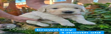 Brown boy