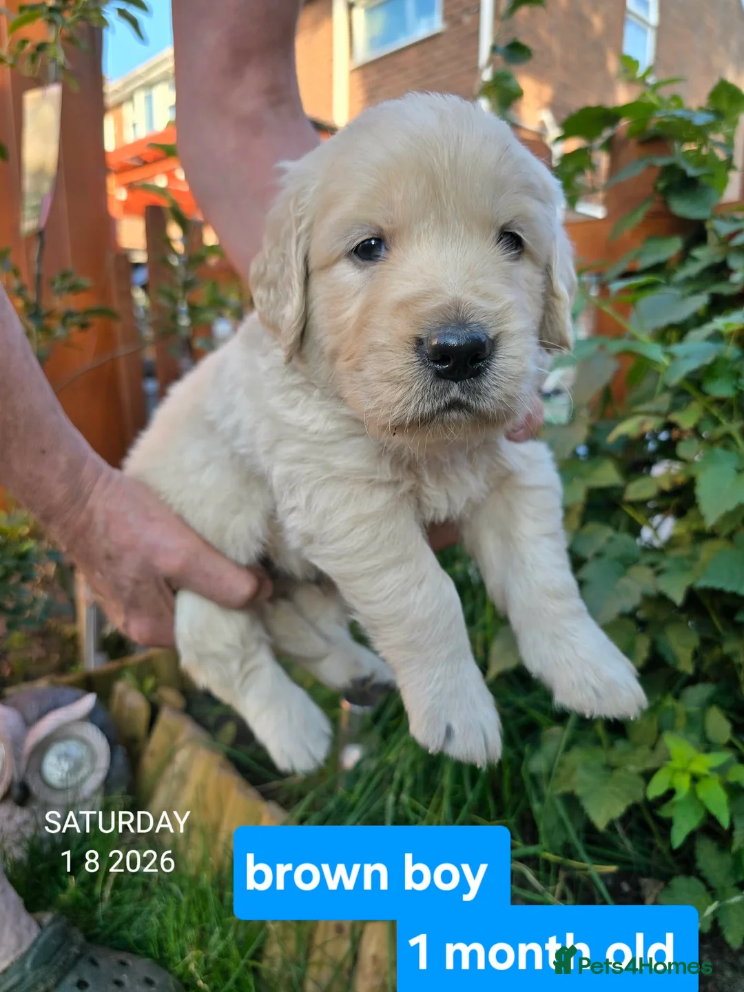 Golden Retriever dogs for sale: Gorgeous Golden Retriever Puppies KC Reg  - Advert 15