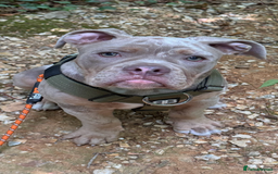 Olde English Bulldogge dogs for sale: Olde English bulldogge - Image 5