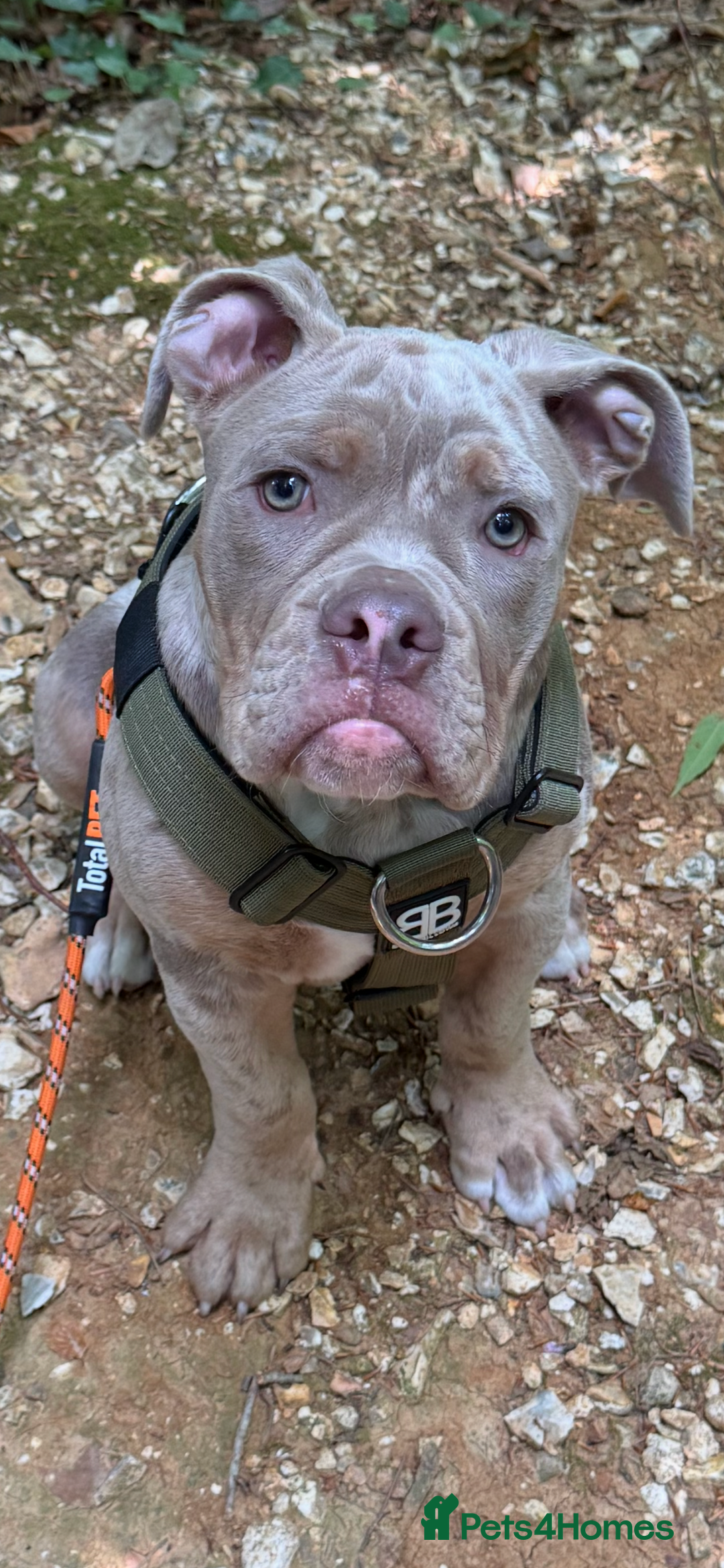 Olde English Bulldogge dogs for sale: Olde English bulldogge - Image 5