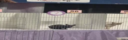 Cornish Rex cats for sale: Champion Cornish Rex girls in Stamford - Advert 15