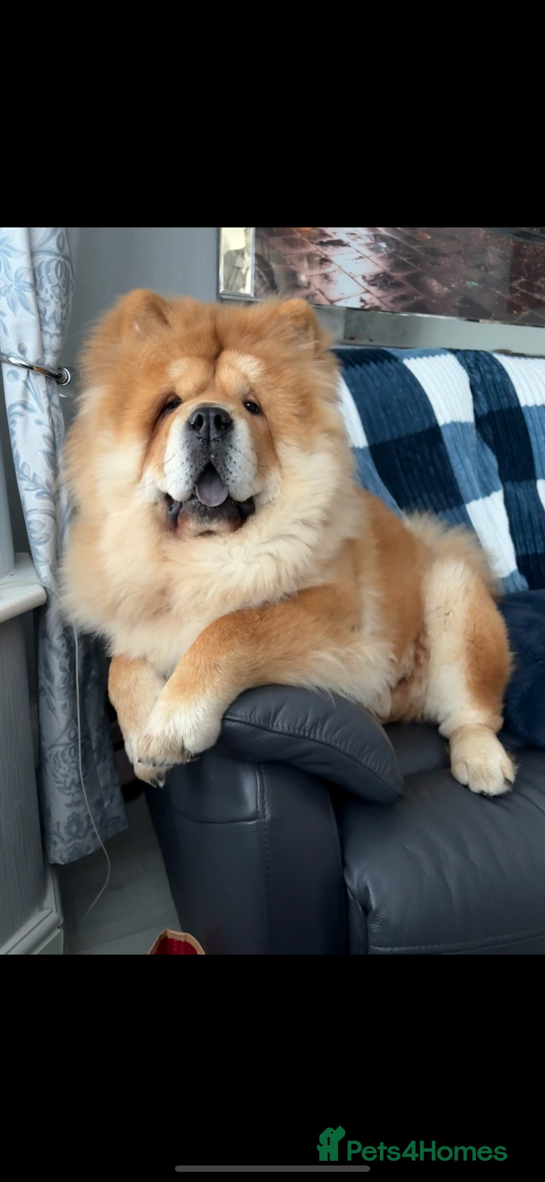Chow Chow dogs for stud: 🐾 Simba – The Ultimate Cinnamon Teddy Bear! 🏆 - Image 8