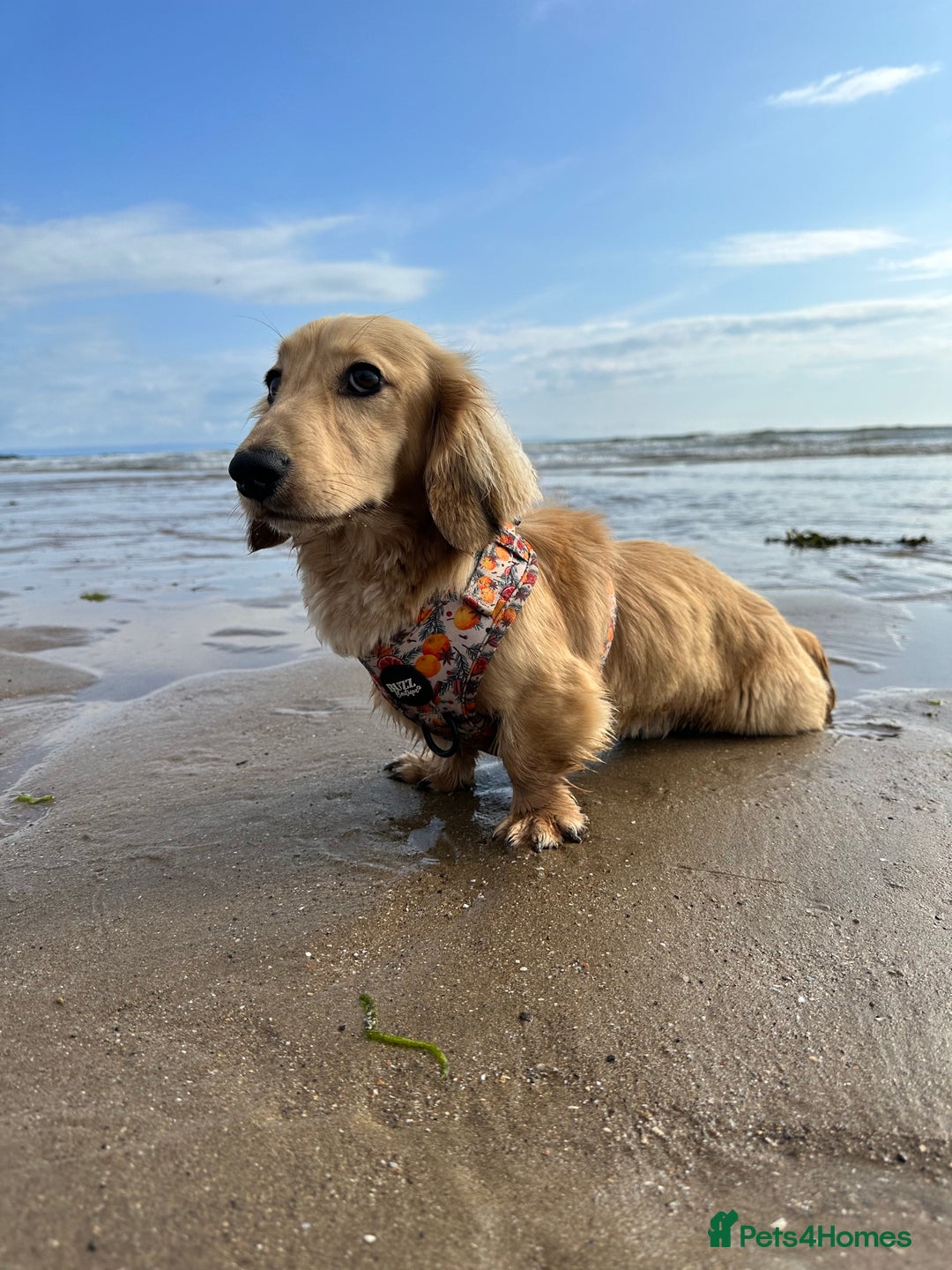 Miniature Dachshund dogs for stud: miniature longhaired dachshund for stud  in Newport - Advert 7
