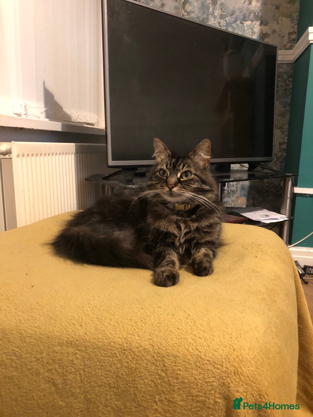 Norwegian Forest Cat cats for sale: Motoko: Norwegian Forest Cat x Maine Coon - Image 9
