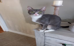 Bengal cats for sale: BENGAL Cross Kittens ♡ BLUE | READY NOW - Image 16