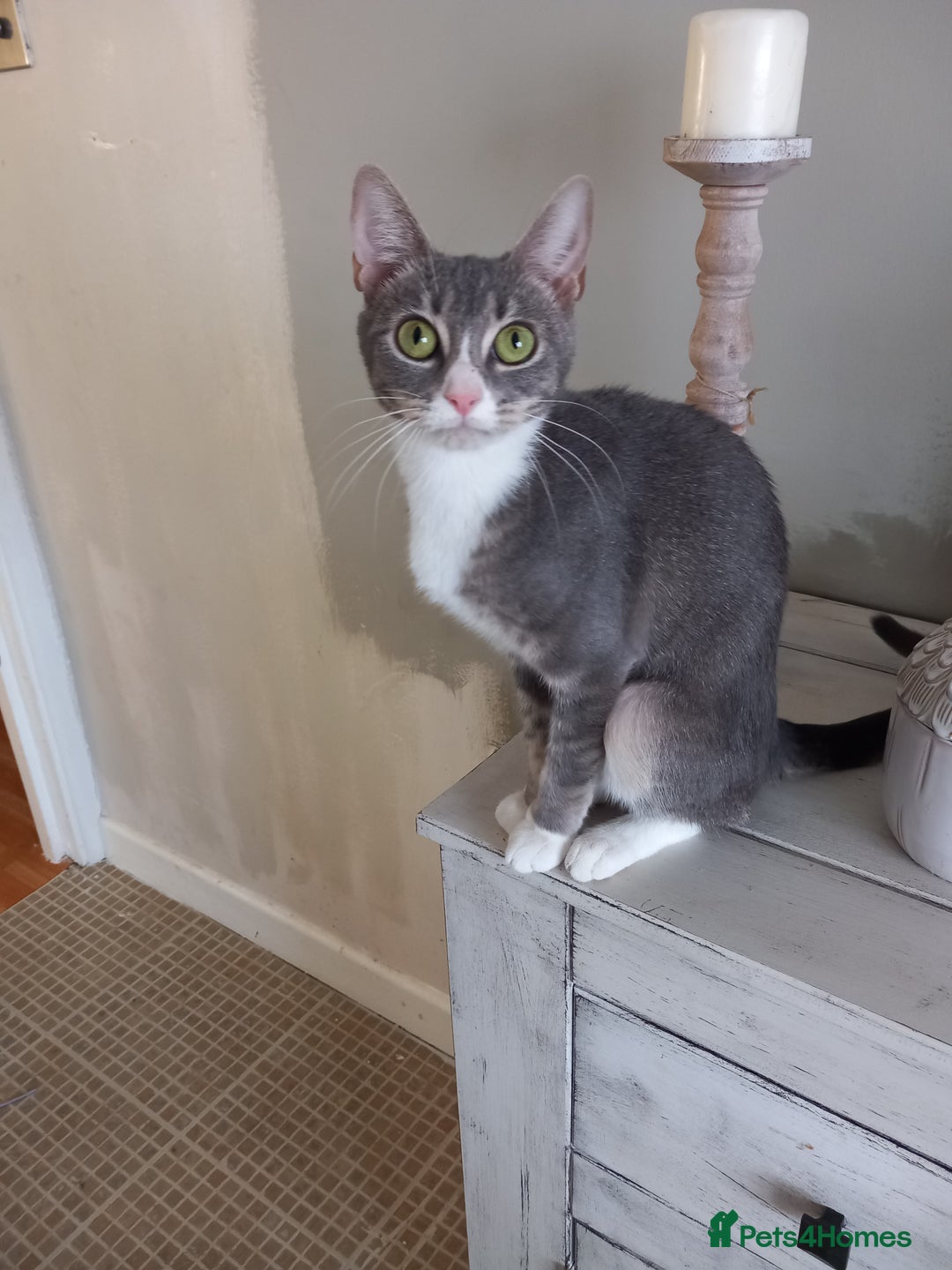 Bengal cats for sale: BENGAL Cross Kittens ♡ BLUE | READY NOW - Image 16