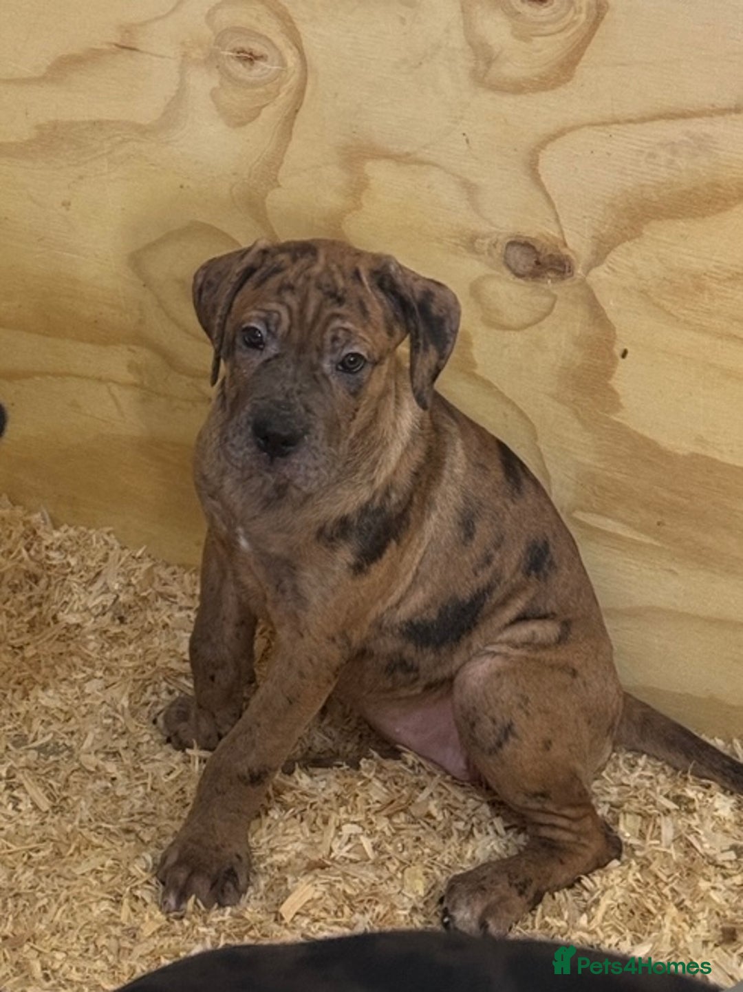 Cane Corso dogs for sale: Beautiful Cane Corso Puppies. - Advert 19