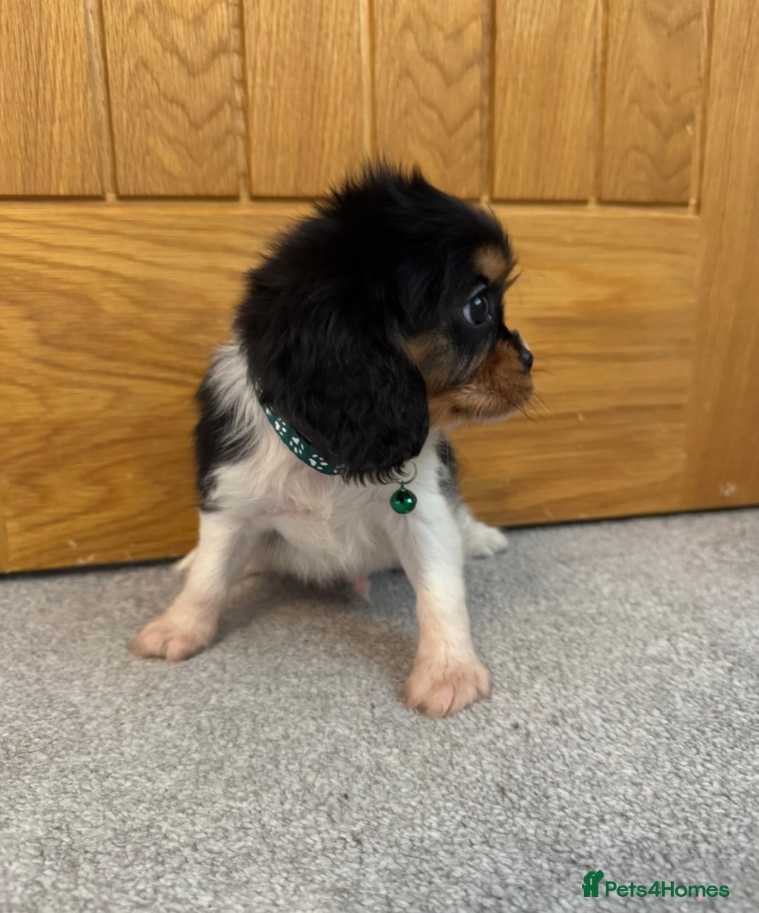 Cavalier King Charles Spaniel dogs for sale: Health tested cavalier King Charles  - Advert 14