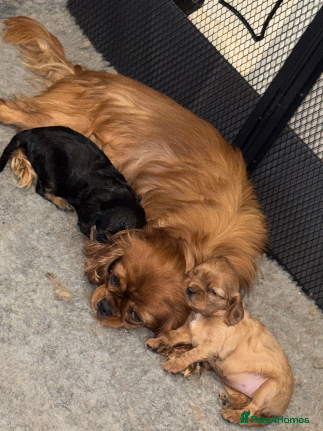 Cavalier King Charles Spaniel dogs for sale: 2 stunning little girls ready next week - Image 5