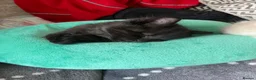 Mixed Breed cats for sale: Beautiful litter 3 left!! Ready to reserve now  - Advert 4