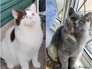 British Shorthair cats - Advert 22