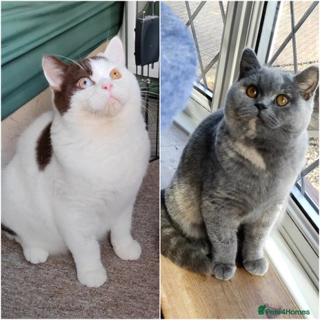 British Shorthair cats - Advert 13