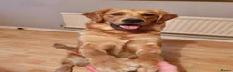 Golden Retriever dogs for sale: Litter of Golden Retriver puppies in Peterborough - Advert 3