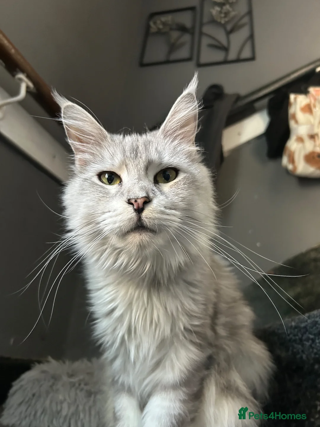 Maine Coon cats for sale: Russian XL Maine coons  - Advert 1